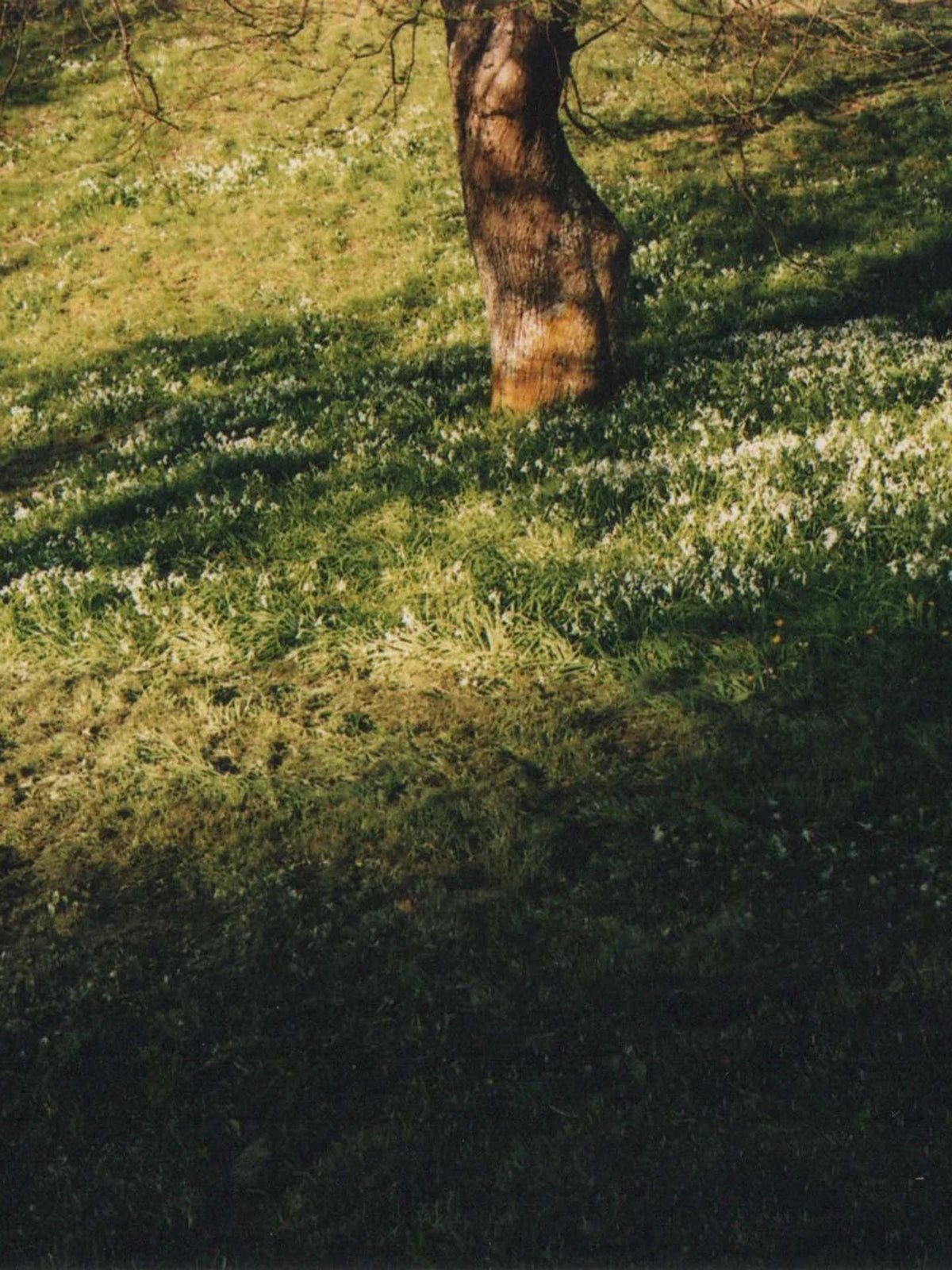 An Abel Green Cedar Mini diffuses its velvety, rich wood aroma into the grassy terrain, as sunlight dances across the ground, casting shadows and highlighting patches of earth.