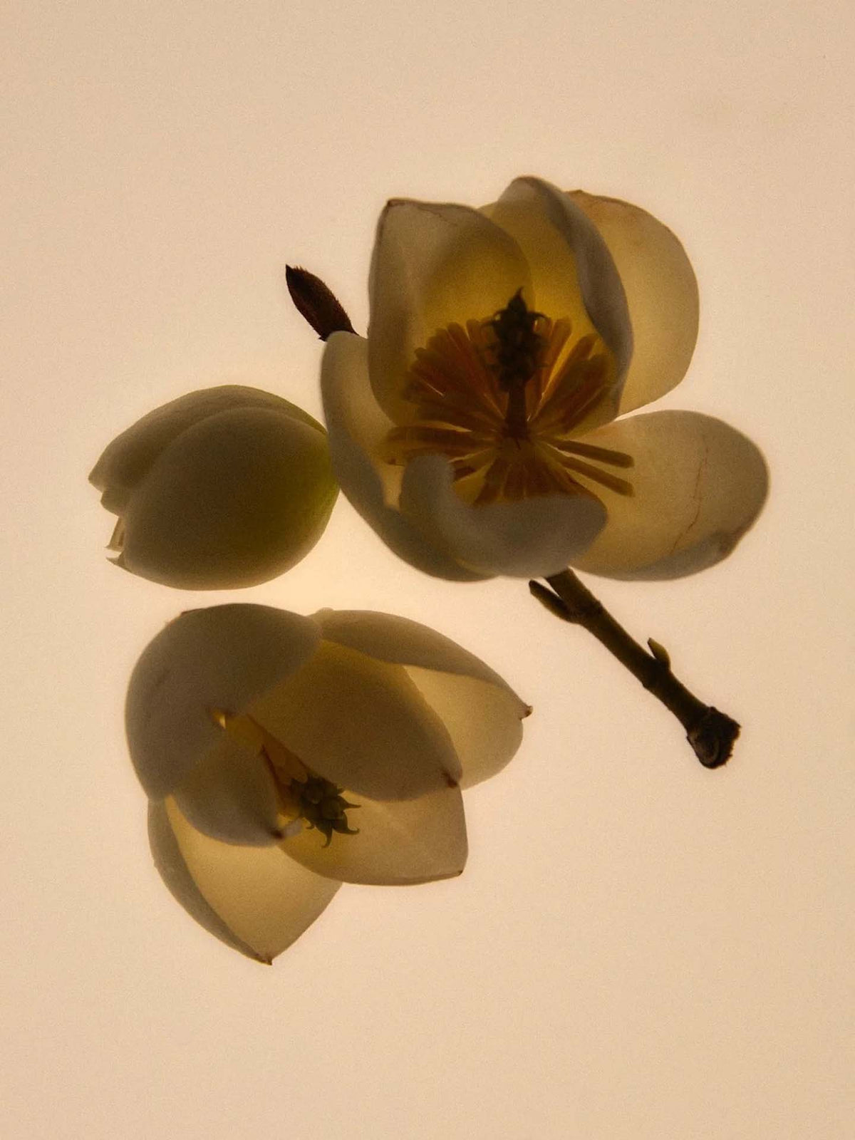 Three backlit yellow flowers on a thin brown stem against a plain light background evoke the essence of Abel&#39;s Green Cedar Mini, capturing nature’s simplicity with its velvety, rich wood aroma.