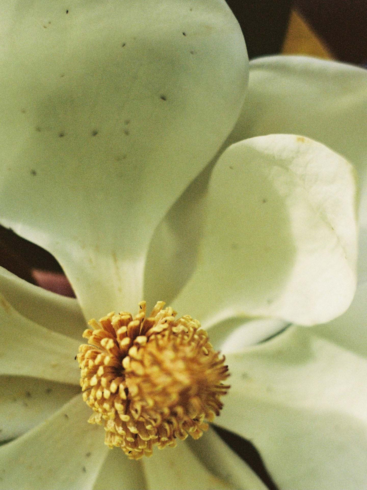 Close-up of a white magnolia flower with a prominent yellow center and textured petals, exuding the graceful essence similar to Abel&#39;s Nurture Mini – a soft floral musk.