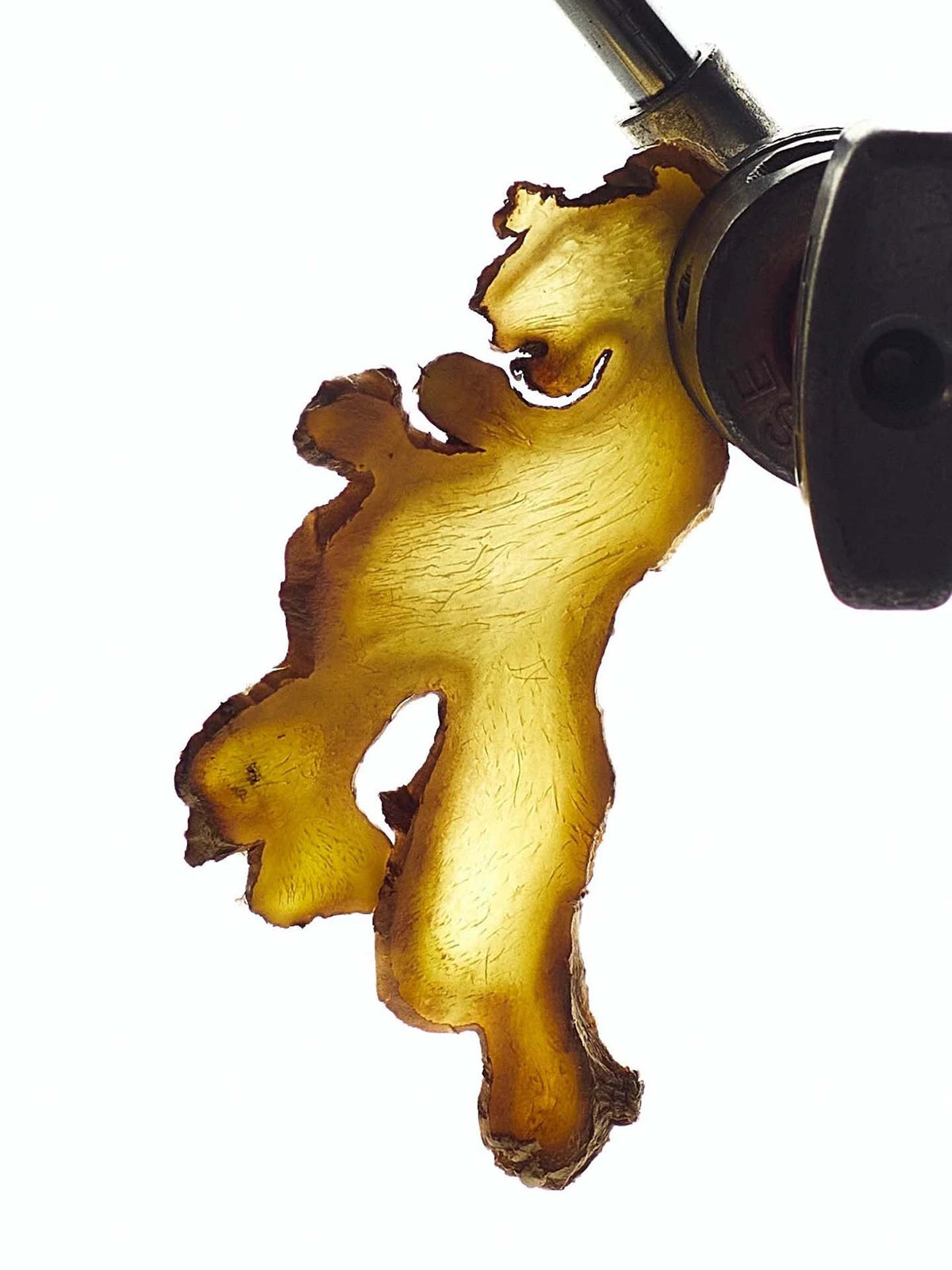 A close-up of a translucent slice of ginger root held by a clamp against a plain background, reminiscent of the subtle notes found in Abel&#39;s Nurture Mini – a soft floral musk.