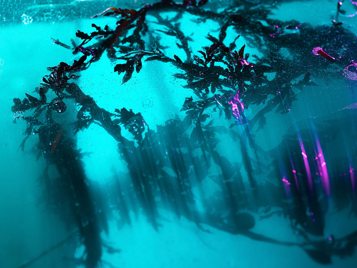 A vibrant image of Cyan Nori - a sweet, salty musk tree immersed in tranquil water by Abel.