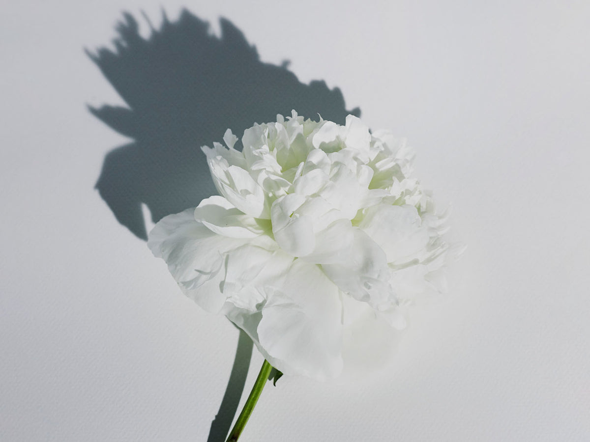 White Vetiver by Abel with its shadow on a white background, hinting at a natural eau de parfum.
