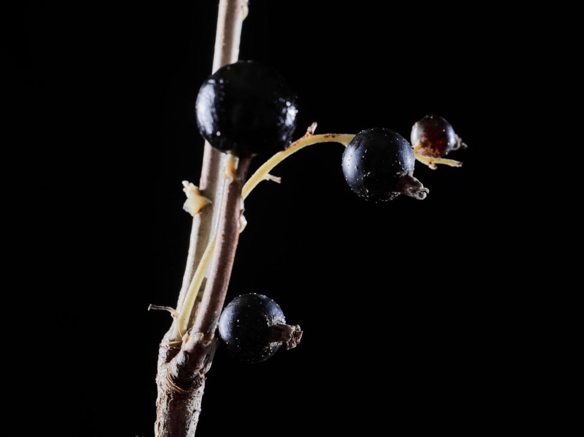 Black Anise Parfum Extrait by Abel, on a twig on a black background, emitting a captivating scent.
