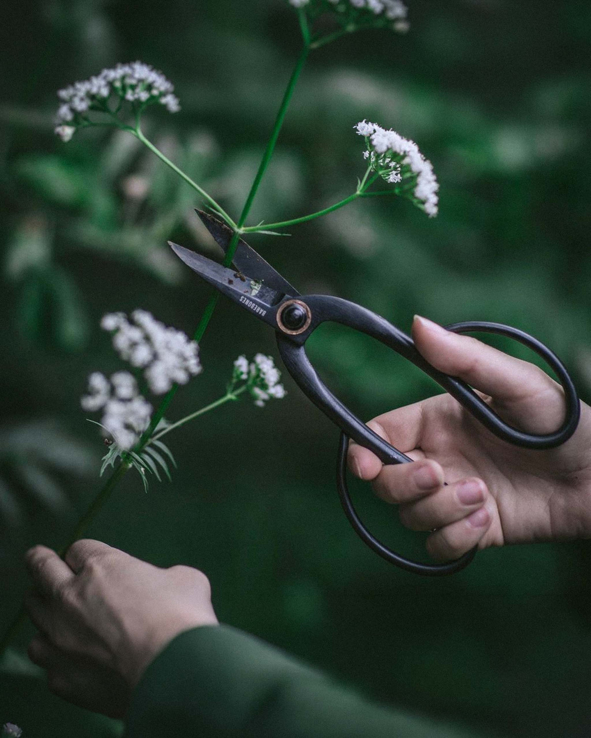 A person uses black garden shears to trim a stem with small white flowers against a dark green background.