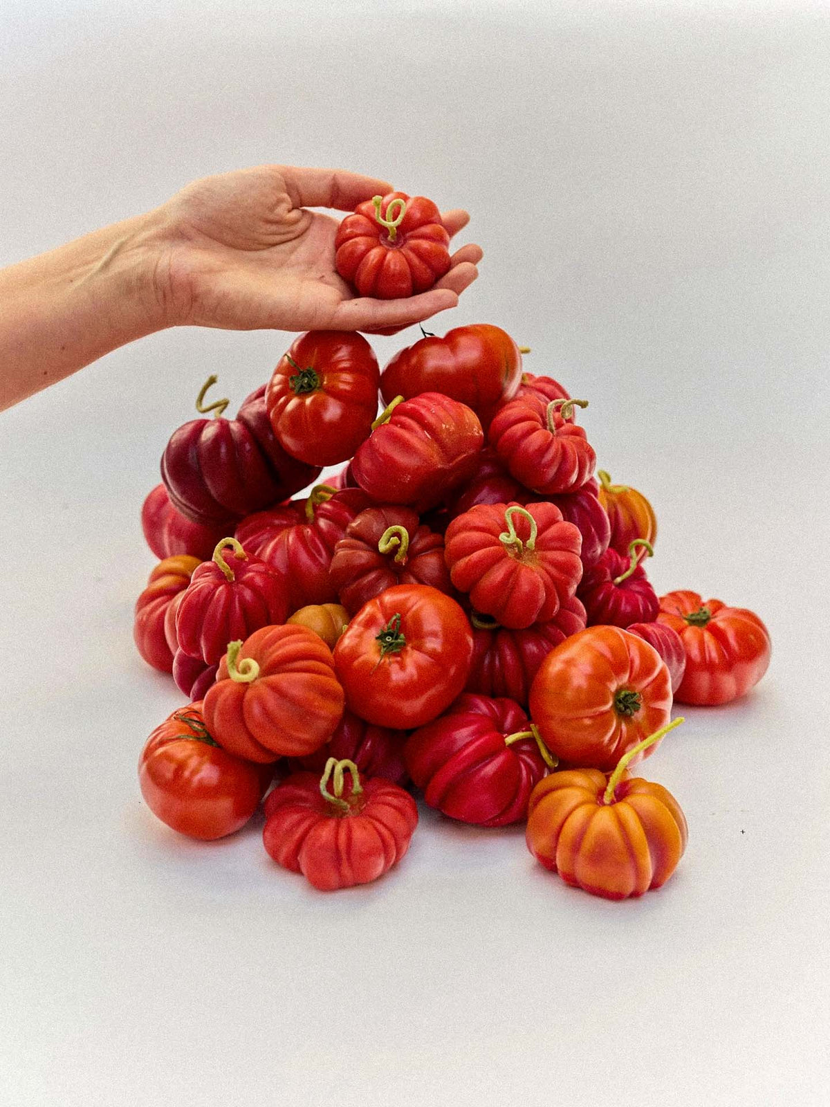 A hand holds a small heirloom tomato above a pile of colorful heirlooms, with the Orange Heirloom Tomato Candle – Small adding charm against the plain white background.