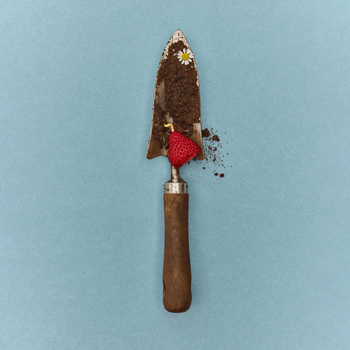 A gardening trowel with soil and a small strawberry rests on a light blue background, capturing the charm of handmade Strawberry Candles – Box of 10 crafted with fresh New Zealand beeswax.
