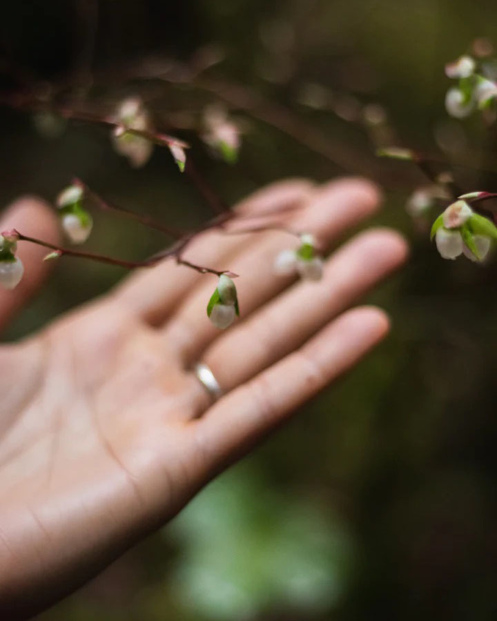 A person&#39;s hand reaching out to a branch with small white flowers, surrounded by the delicate fragrance of Real World&#39;s Revive Hand Cream – Koromiko, Kiwifruit &amp; Lemongrass and infused with the natural nourishment of kiwifruit extract.