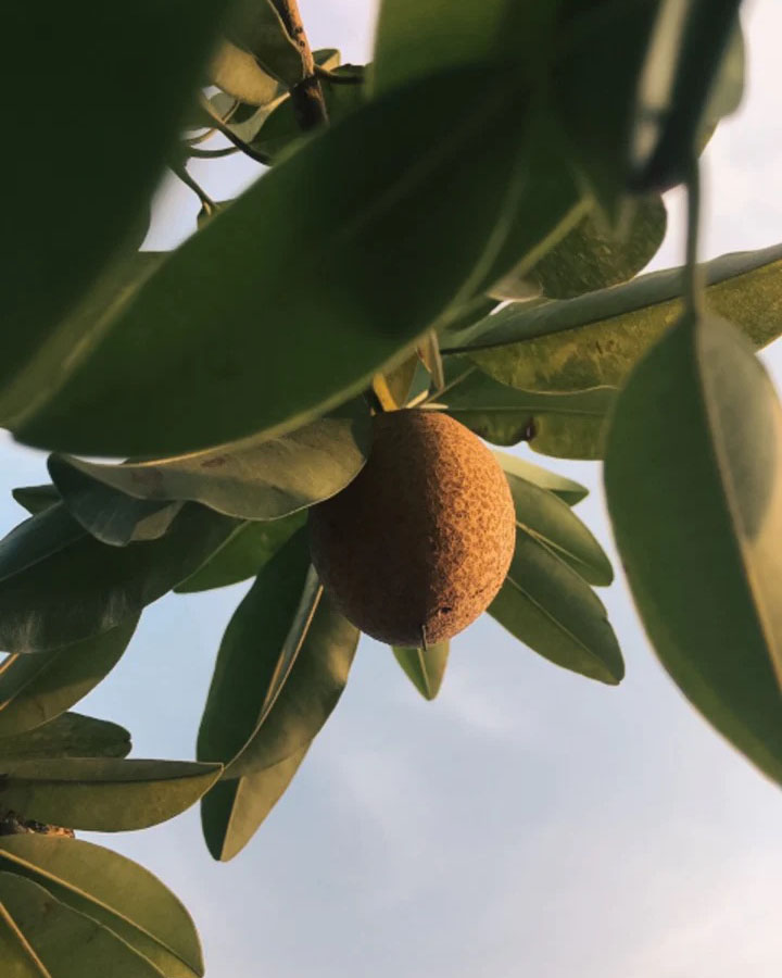 A fruit on a tree, like kiwifruit, with the potential benefits of Real World Revive Hand Cream – Koromiko, Kiwifruit &amp; Lemongrass extract.