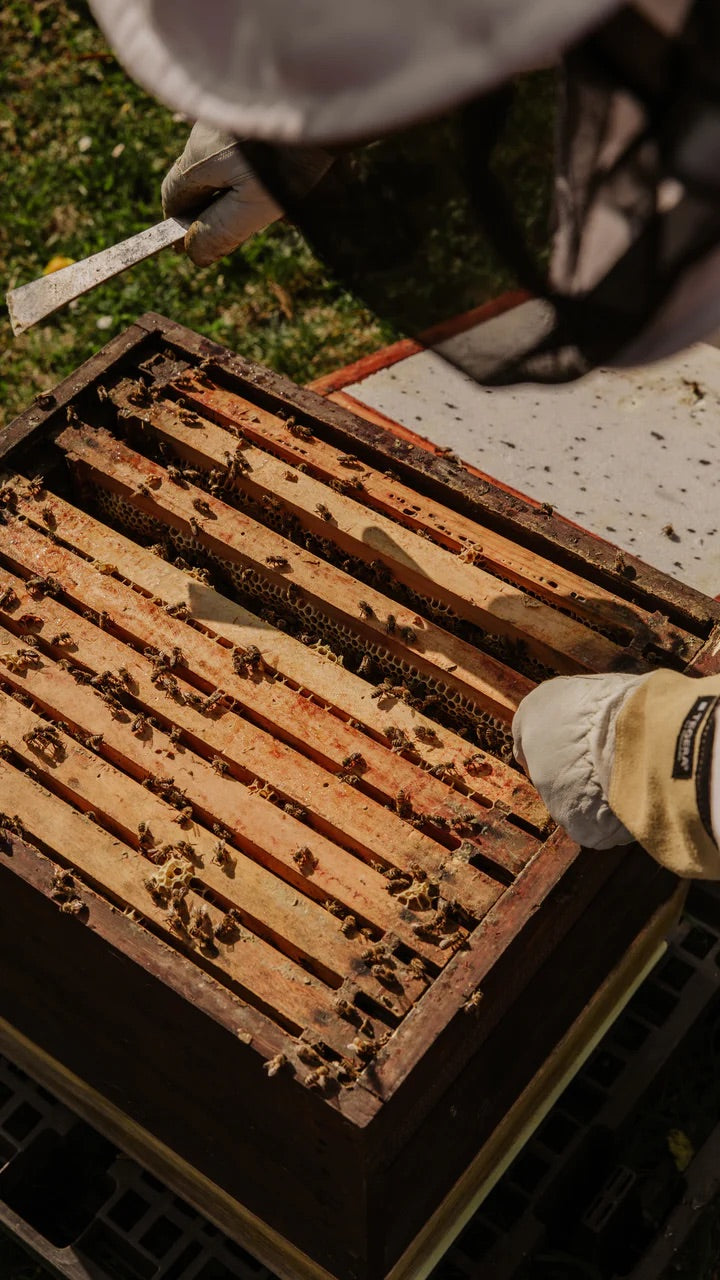 A calming beekeeper inspecting a Real World - Rest Hand Cream – Mānuka &amp; Rose Geranium beehive.