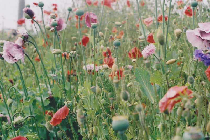 Poppy + Sage