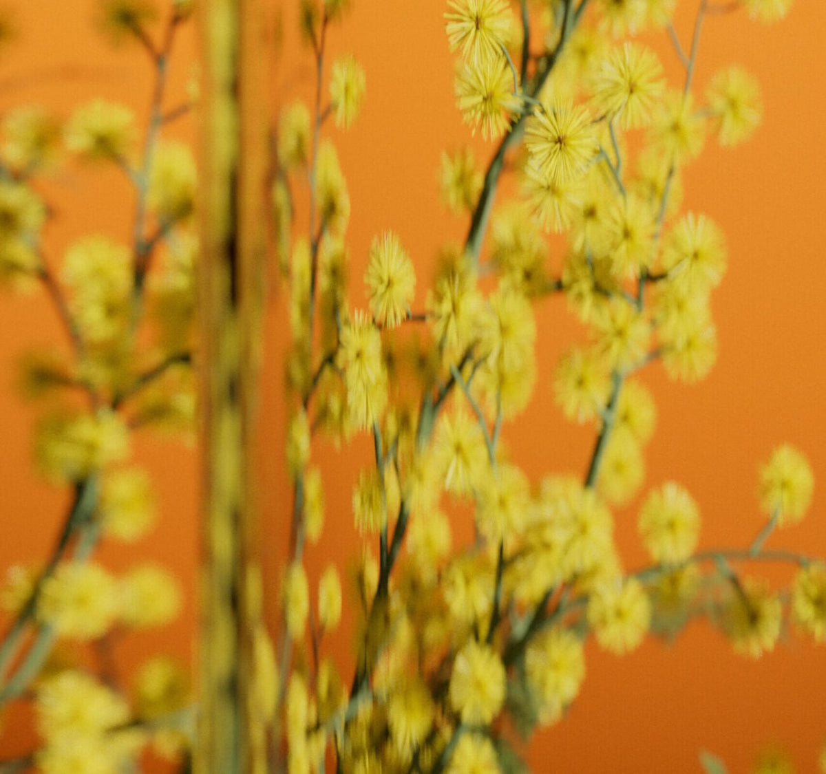 Yellow flowers in a vase bring Abel Pause and restorative vibes.