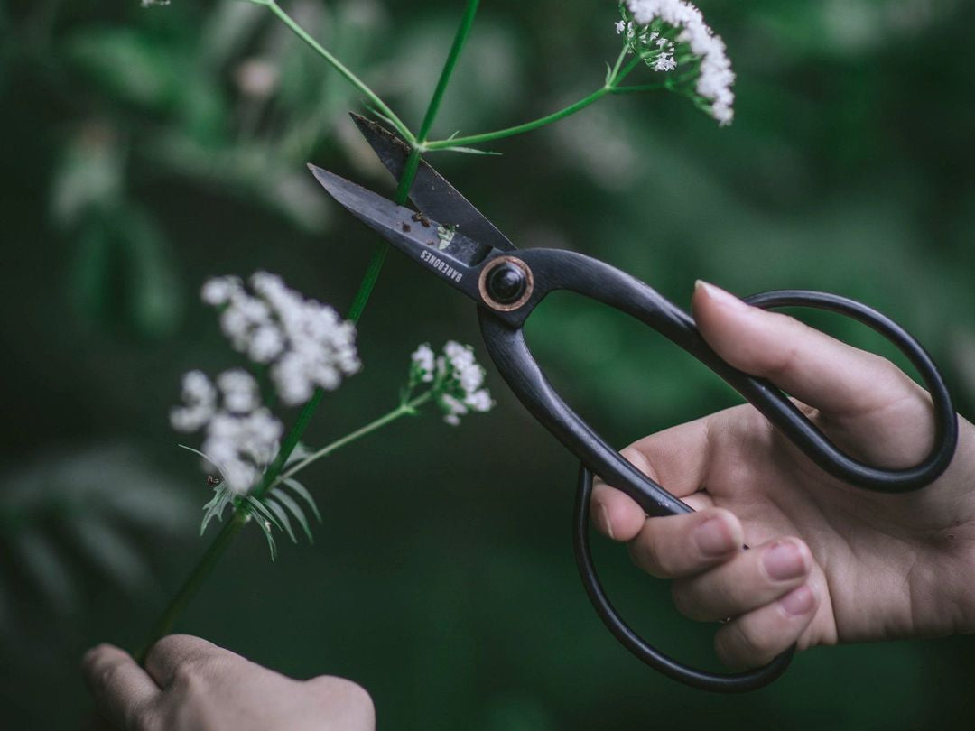A person cutting flowers with a pair of Artisan Pruning Shears from Barebones.
