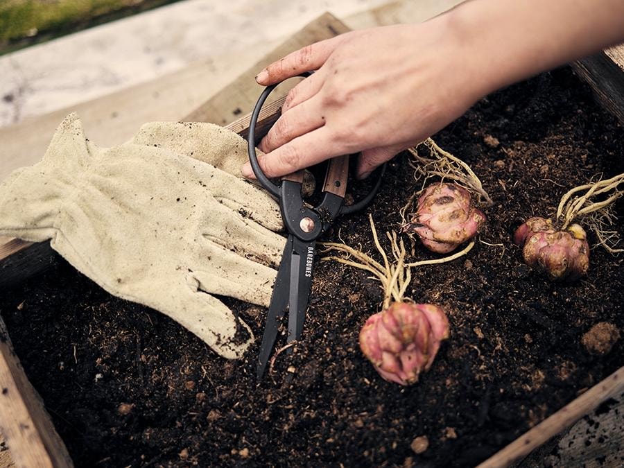 A person is cutting garlic with the Barebones Walnut Garden Scissors - Large in a wooden box.