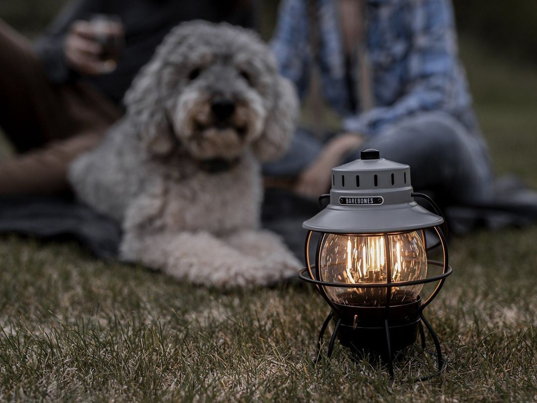 A dog sits on the grass next to a Barebones Railroad Lantern – Slate Grey.