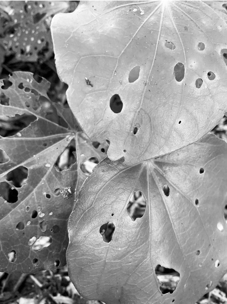 A black and white photo of a Kawakawa Vitality leaf with holes, taken by Kaputi Studio.