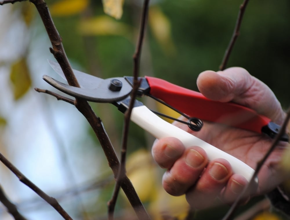 A person cutting a branch with a pair of Okatsune Japanese Secateurs №103.