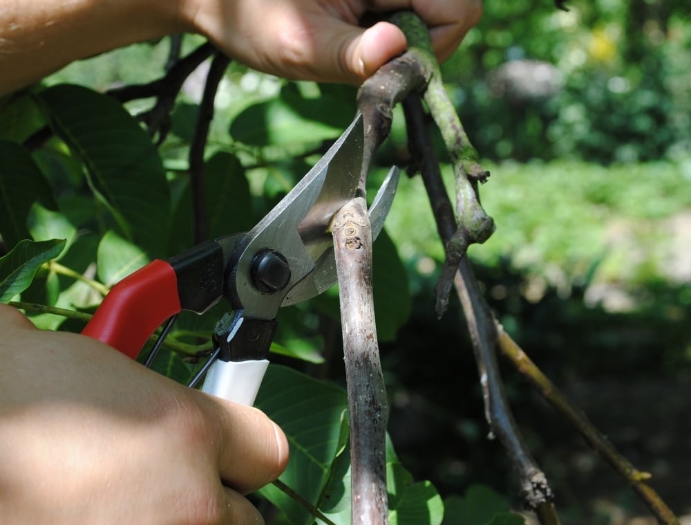 Pruning a branch with Okatsune Japanese Secateurs №103.