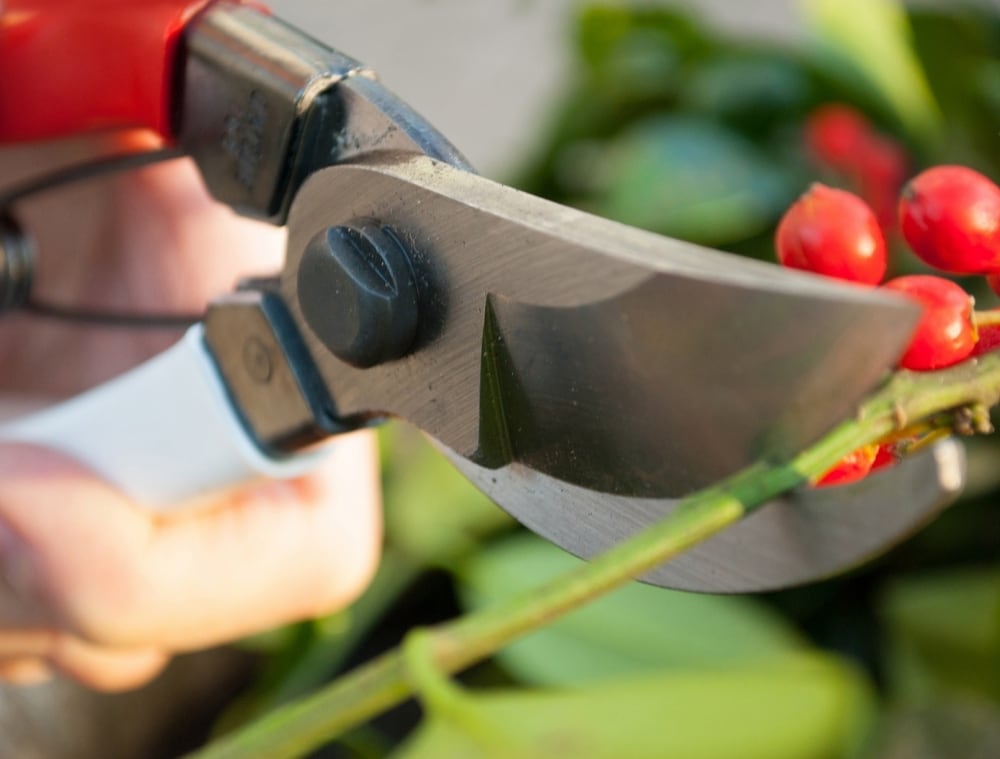 A person cutting a holly plant with Okatsune Japanese Secateurs №103.