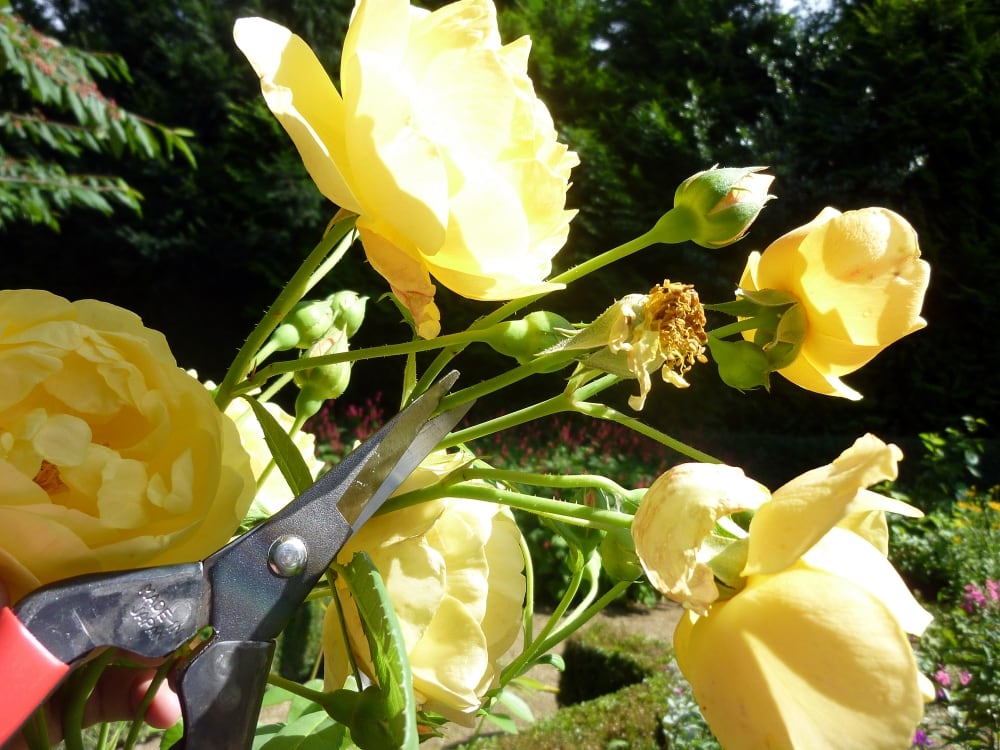 A person is cutting a bunch of yellow roses with Okatsune Japanese Snips №304.
