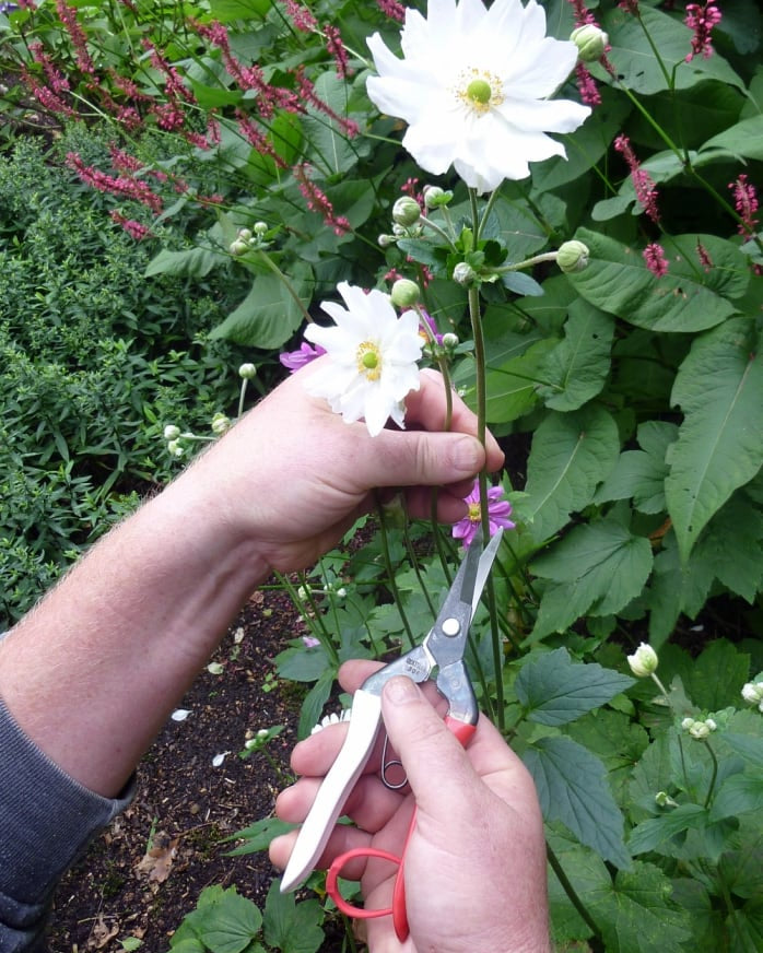 A person is cutting a flower with Okatsune Japanese Snips №304.