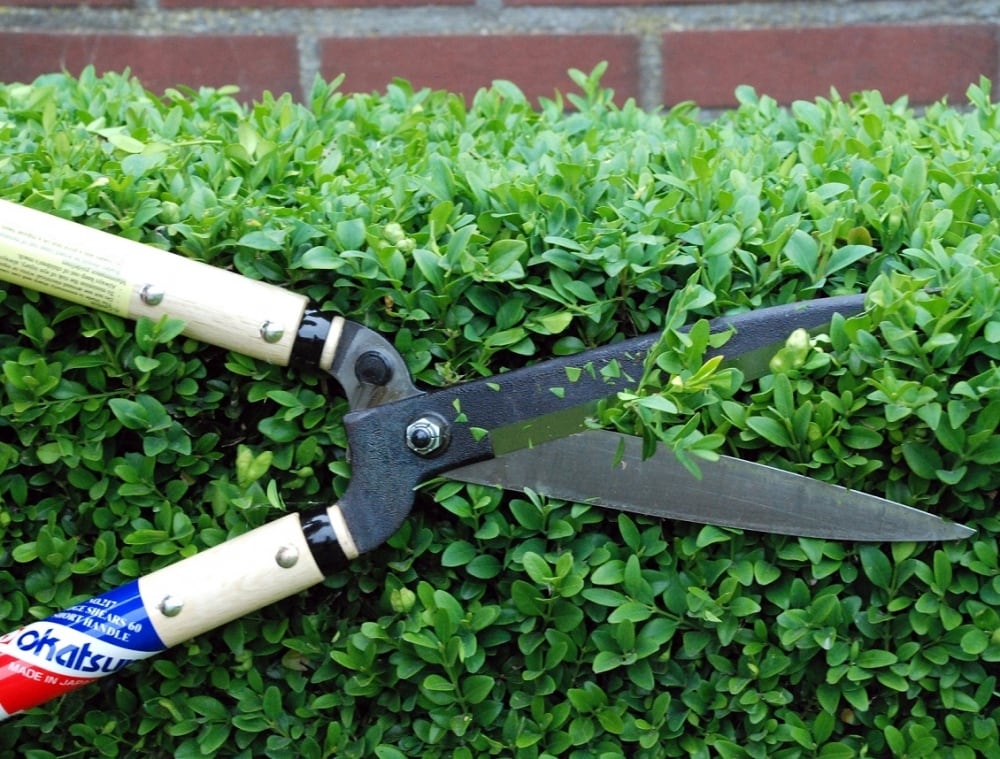 A pair of Okatsune Japanese Hedge Shears №217 – Short Handled cutting a hedge.