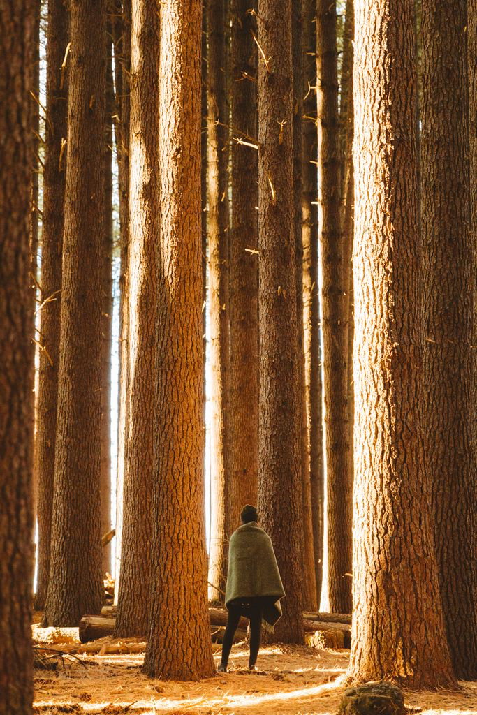 A person walking through a forest with tall trees while wearing the Moss Blanket – Fringe by Seljak Brand.